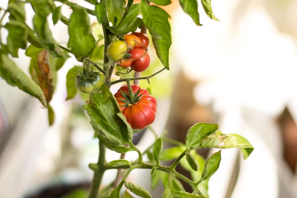 nasiona pomidorów holenderskich