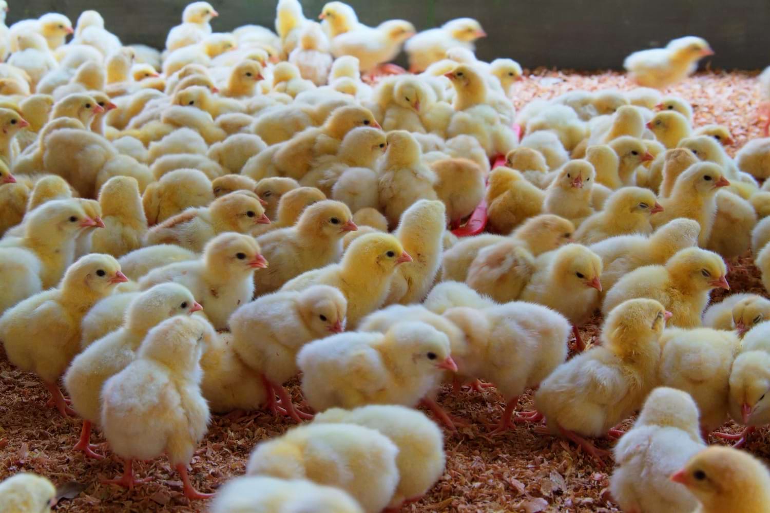 pisklęta jednodniowe z fermy drobiu